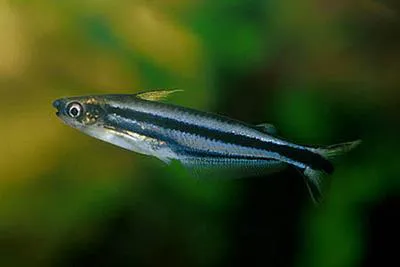 Pareutropius buffei