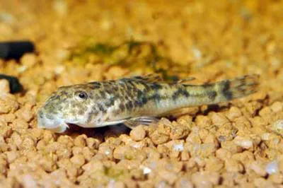 Parotocinclus jumbo