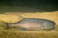 Petrocephalus bovei bovei