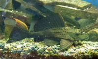 Pterygoplichthys scrophus