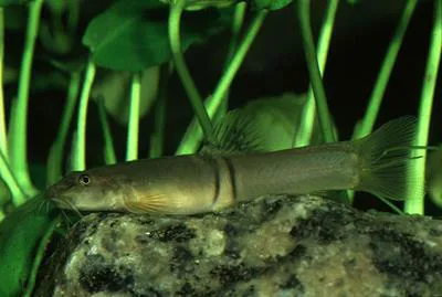 Schistura balteata