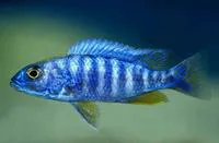 Sciaenochromis fryeri