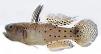 Stigmatogobius sadanundio
