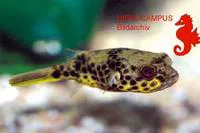 Tetraodon schoutedeni