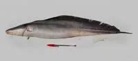 Aba (Gymnarchus niloticus)