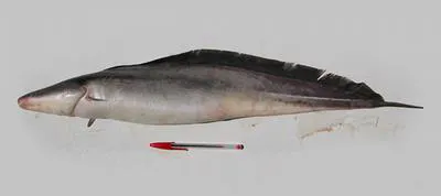 Aba (Gymnarchus niloticus)