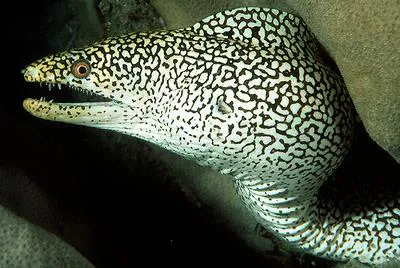 Abbott's moray eel (Gymnothorax eurostus)