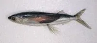 Abe's flyingfish (Cheilopogon abei)