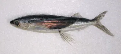 Abe's flyingfish (Cheilopogon abei)