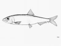 Abrau sprat (Clupeonella abrau abrau)