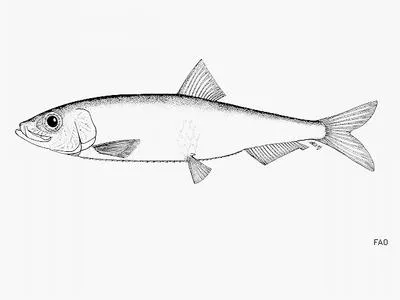 Abrau sprat (Clupeonella abrau abrau)