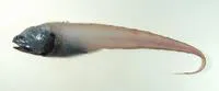 Abyssal assfish (Bassozetus compressus)