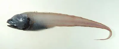 Abyssal assfish (Bassozetus compressus)