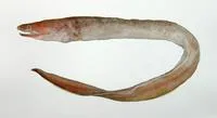 Abyssal cutthroat eel (Meadia abyssalis)