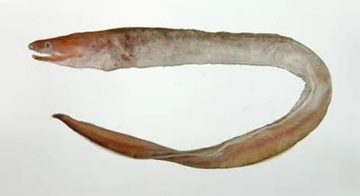 Abyssal cutthroat eel (Meadia abyssalis)