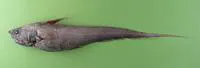 Abyssal grenadier (Coryphaenoides armatus)