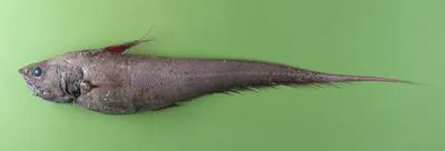 Abyssal grenadier (Coryphaenoides armatus)