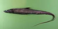 Abyssal halosaur (Halosauropsis macrochir)