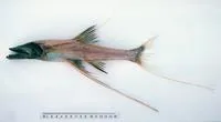Abyssal spiderfish (Bathypterois longipes)
