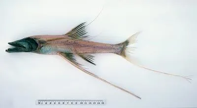 Abyssal spiderfish (Bathypterois longipes)