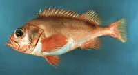 Acadian redfish (Sebastes fasciatus)