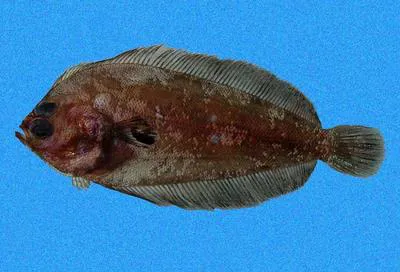 Acapulco flounder (Monolene dubiosa)