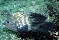 Acapulco major (Stegastes acapulcoensis)