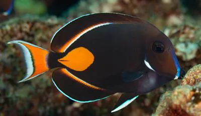 Achilles tang (Acanthurus achilles)