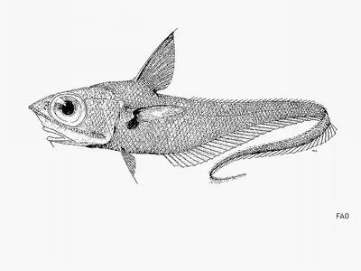 Aconcagua grenadier (Coelorinchus aconcagua)