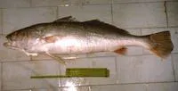 Acoupa weakfish (Cynoscion acoupa)