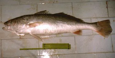 Acoupa weakfish (Cynoscion acoupa)