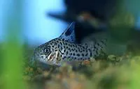 Acre corydoras (Corydoras acrensis)