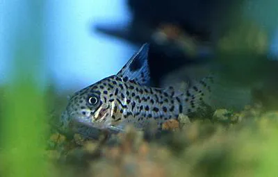 Acre corydoras (Corydoras acrensis)