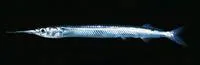 Acute halfbeak (Hyporhamphus acutus pacificus)