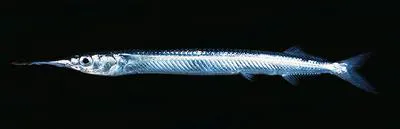 Acute halfbeak (Hyporhamphus acutus pacificus)