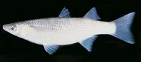 Acute-jawed mullet (Neomyxus leuciscus)