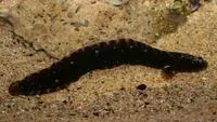 Adelaide snakeblenny (Ophiclinus antarcticus)