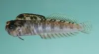 Aden blenny (Antennablennius adenensis)