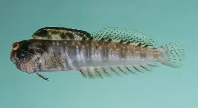 Aden blenny (Antennablennius adenensis)