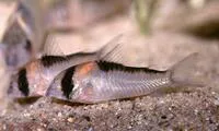 Adolf's catfish (Corydoras adolfoi)