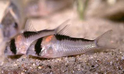 Adolf's catfish (Corydoras adolfoi)