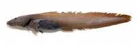 Adolf's eelpout (Lycodes adolfi)