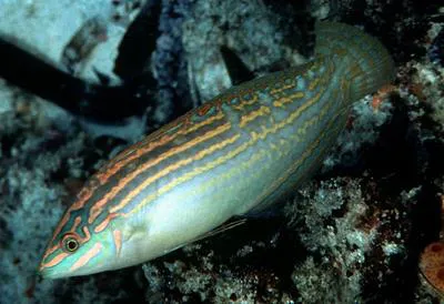 Adorned wrasse (Halichoeres cosmetus)