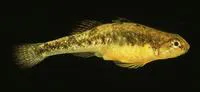 Adriatic dwarf goby (Knipowitschia panizzae)