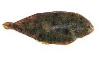 Adriatic sole (Pegusa impar)