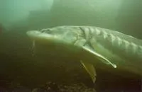 Adriatic sturgeon (Acipenser naccarii)