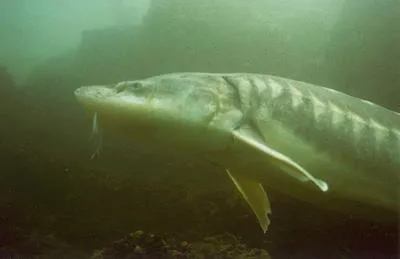 Adriatic sturgeon (Acipenser naccarii)