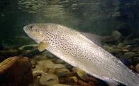 Adriatic trout (Salmo obtusirostris)