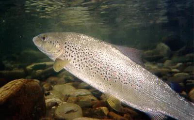 Adriatic trout (Salmo obtusirostris)