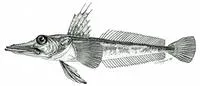 Aelita icefish (Channichthys aelitae)